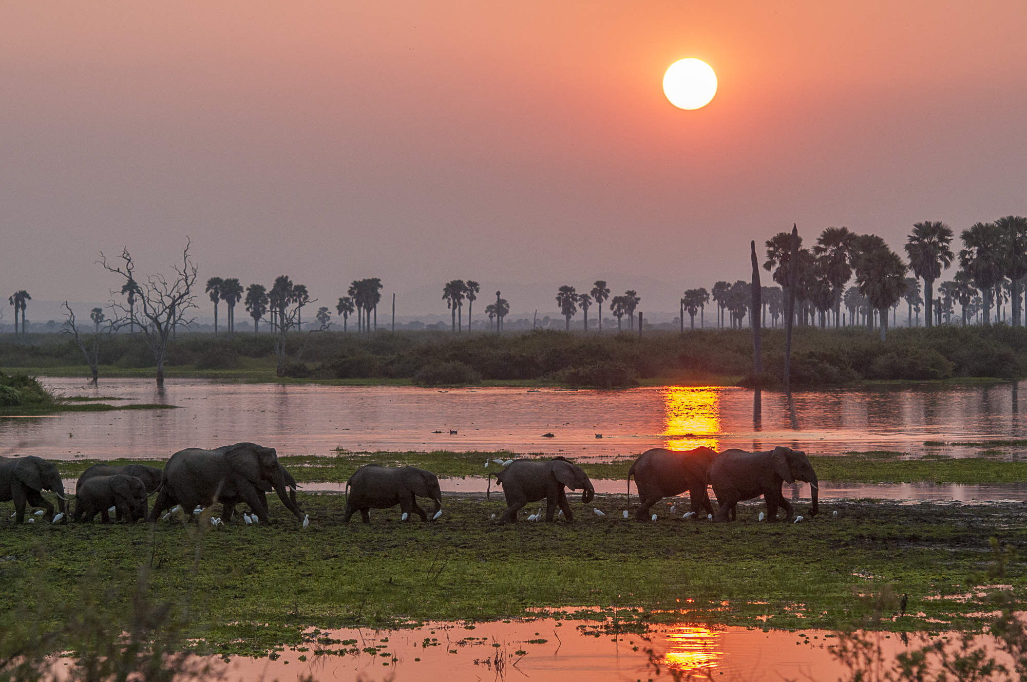 Nyerere National Park: A Majestic Wilderness in Southern Tanzania
