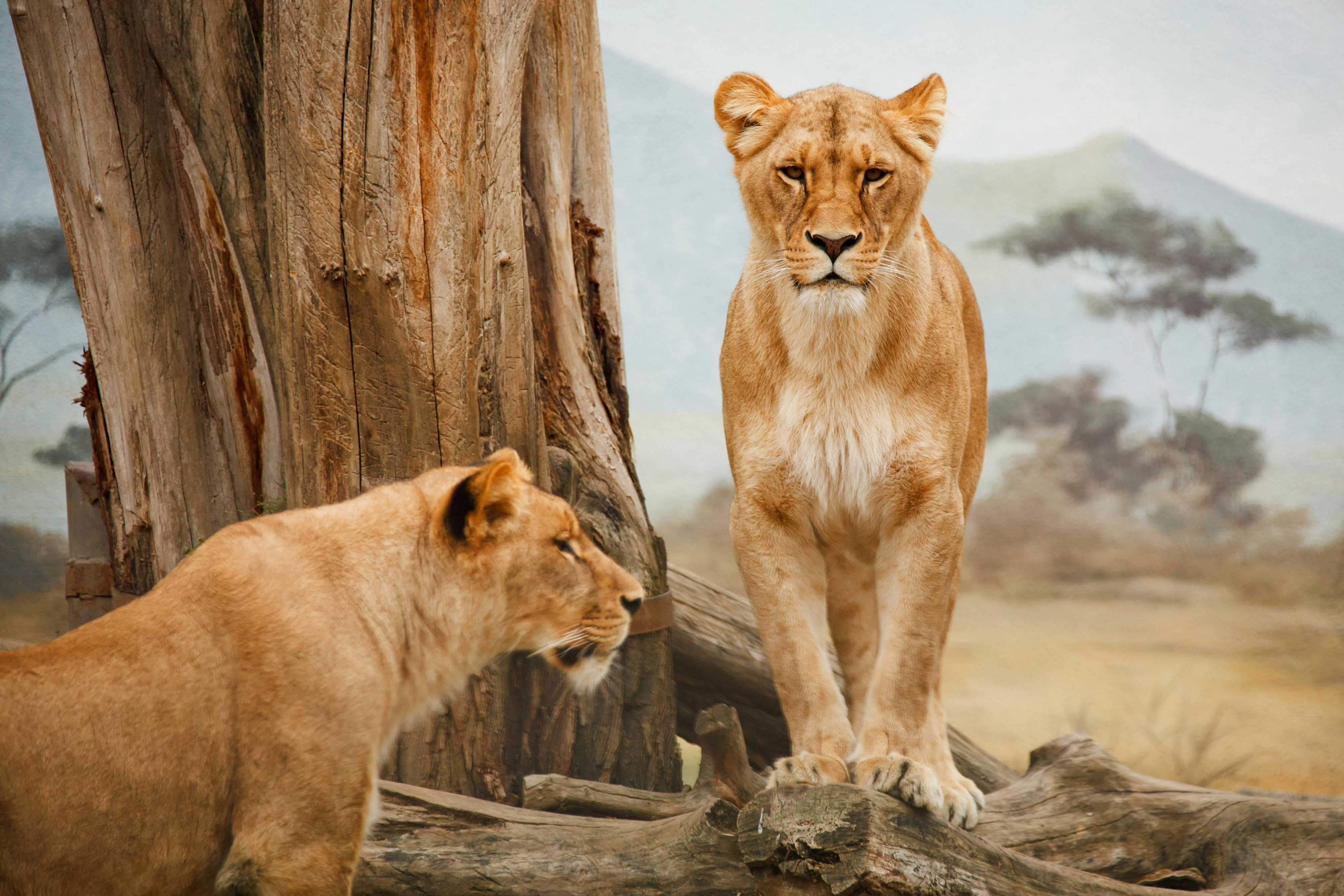 Serengeti National Park: A Natural Wonder in Tanzania